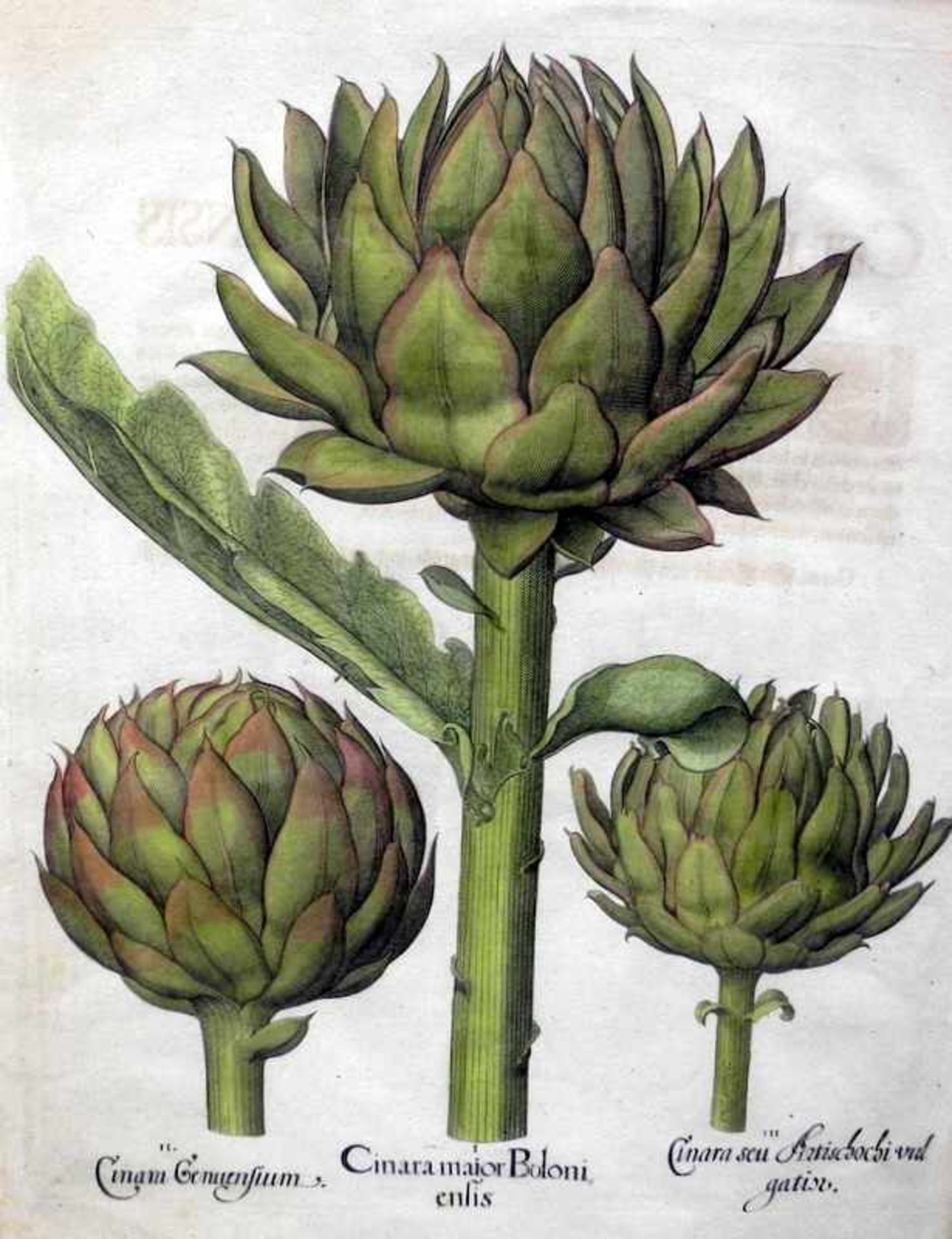 Basilius Besler, 1561 Nürnberg - 1629 ebendaKolorierte Kupferstiche/Papier. Asparagus domesticus und - Bild 3 aus 3