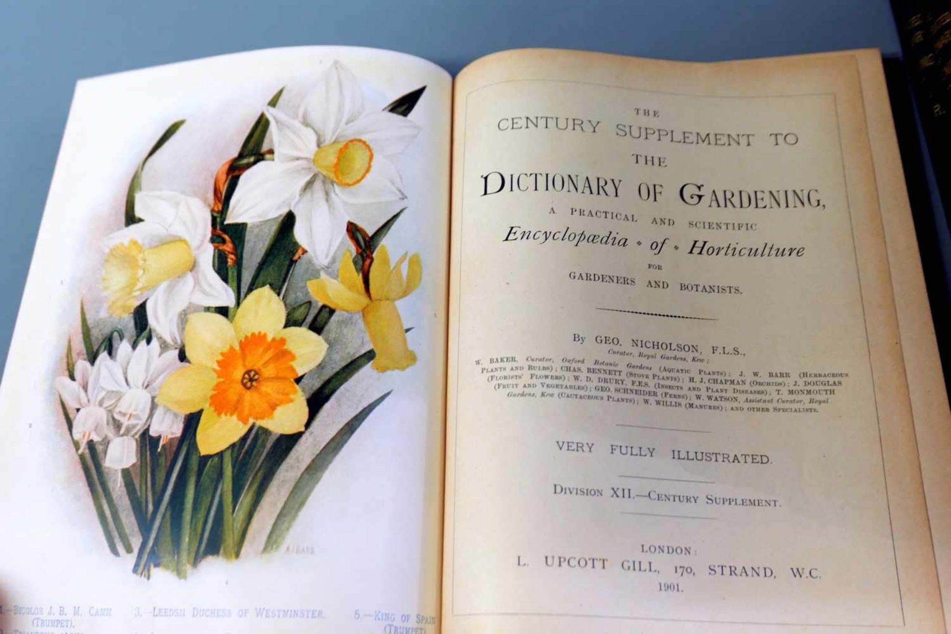 George Nicholson, The century supplement to the dictionary of gardening"A practical and scientific - Bild 2 aus 3