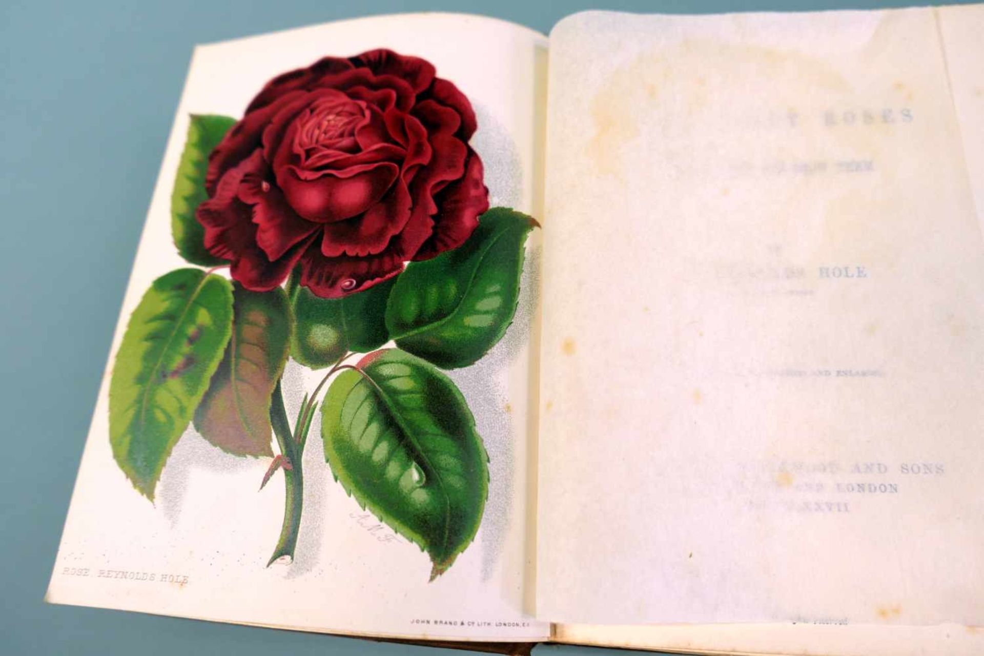 S. Reynolds Hole, A book about roses"How to grow and show them." Illustrierter brauner Leinenband - Bild 2 aus 2