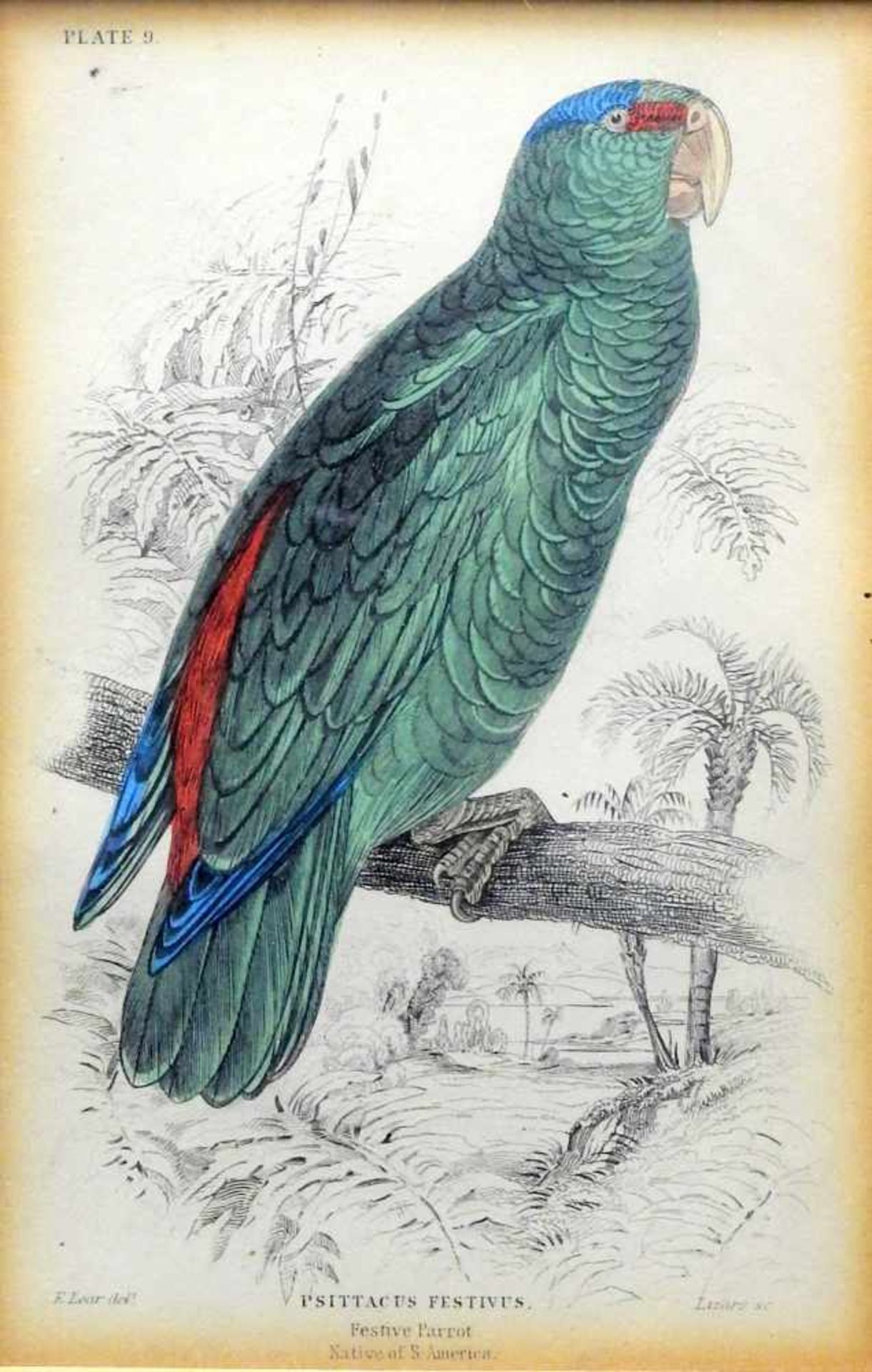 Ornithology, Blaubartamazone und Barraband Ringsittich - Bild 3 aus 3
