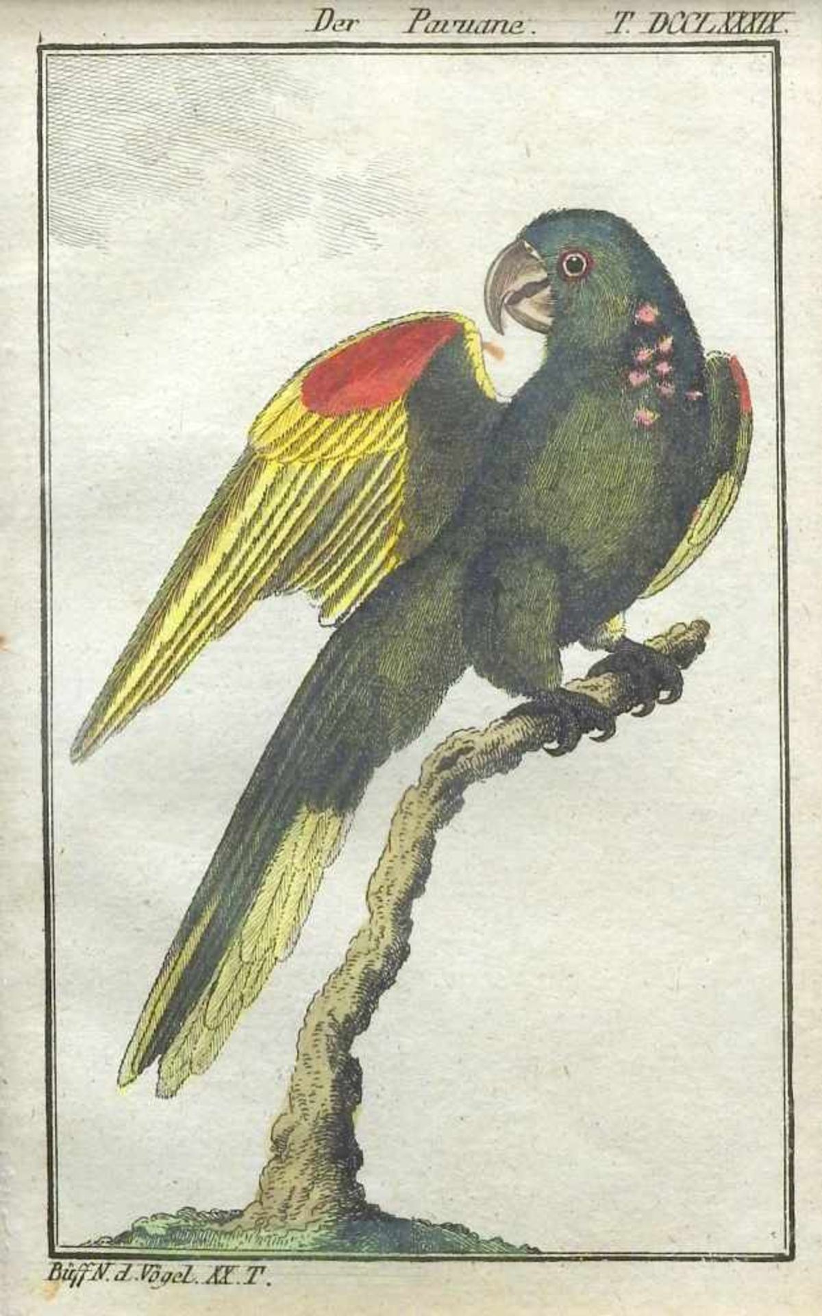 Georges Louis Marie Leclerc, Naturgeschichte der Vögel - Bild 4 aus 4
