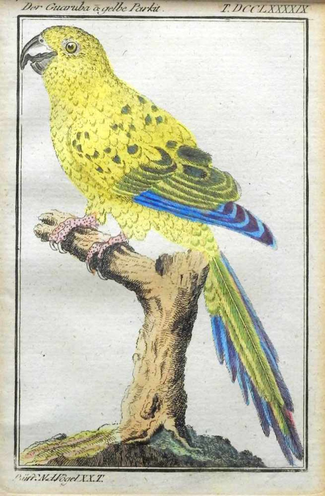 Georges Louis Marie Leclerc, Naturgeschichte der Vögel - Bild 3 aus 4