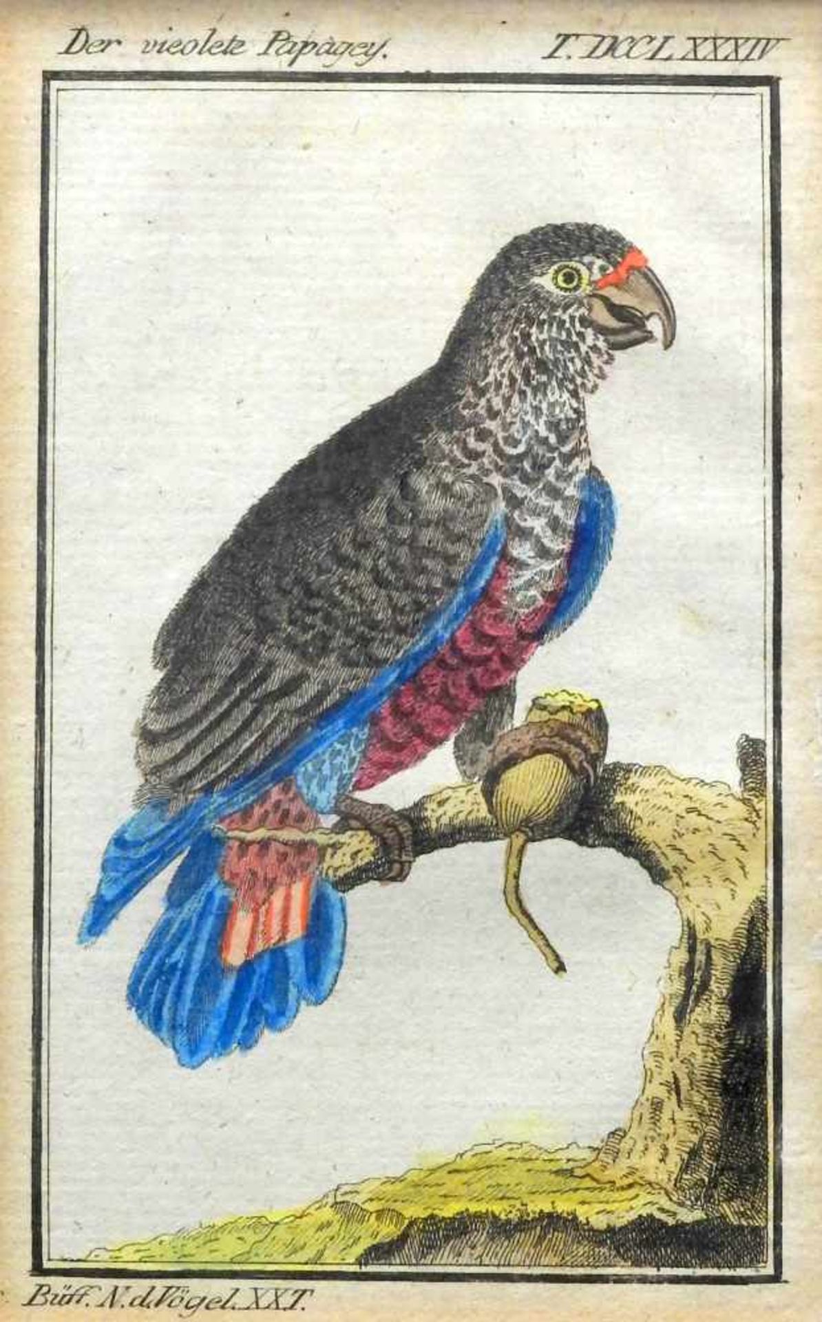 Georges Louis Marie Leclerc, Naturgeschichte der Vögel - Bild 2 aus 4