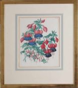 C. Chabot nach Vorlage von Miss Sowerby"Fuchsia". Farblithografie. Blattgr.: 32,5 x 23,5 cm. Im