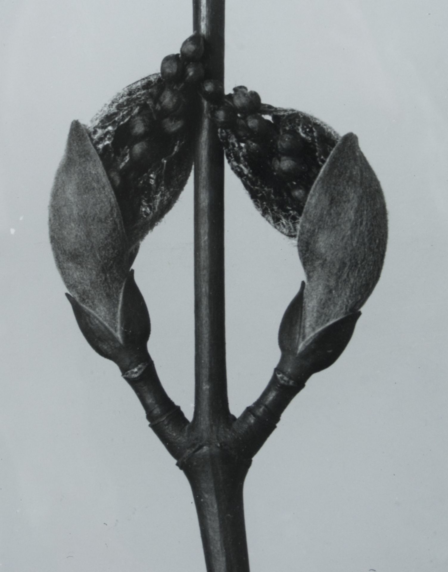 Karl Blossfeldt1865 Schielo - 1932 BerlinPflanzenformFotografie auf Papier; H 240 mm, B