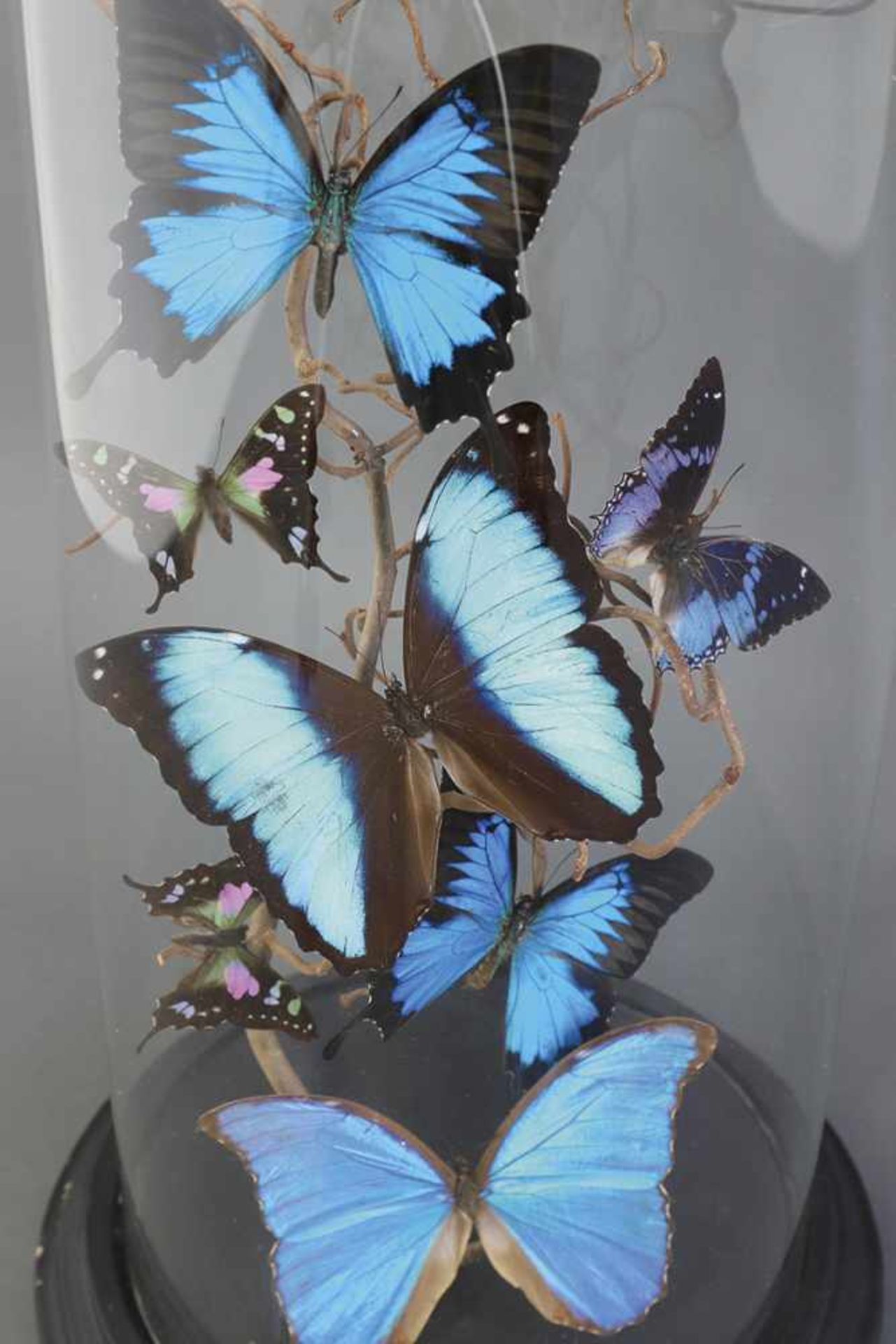 Diorama with butterflys (a.o. blue morpho)Diorama with 9 blue and polychrome butterfly specimens ( - Bild 2 aus 2