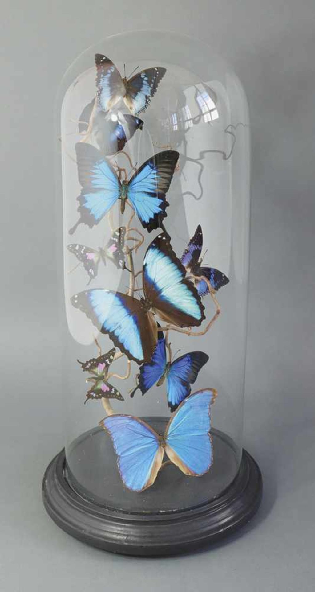 Diorama with butterflys (a.o. blue morpho)Diorama with 9 blue and polychrome butterfly specimens (