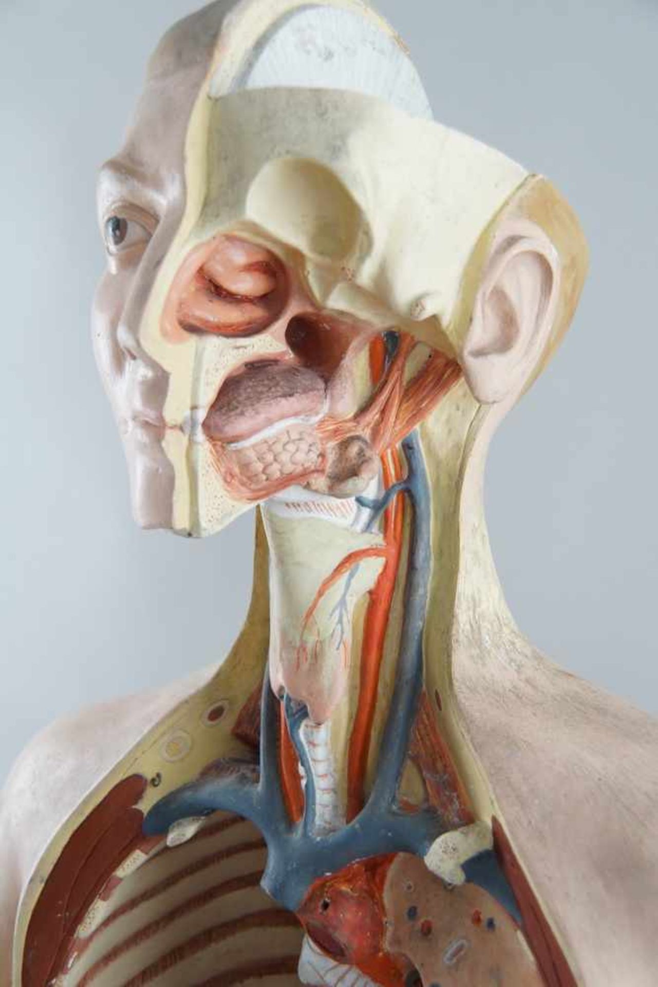 Anatomisches Modell eines menschlichen Oberkörpers mit verschiedenen Organen,< - Bild 4 aus 7