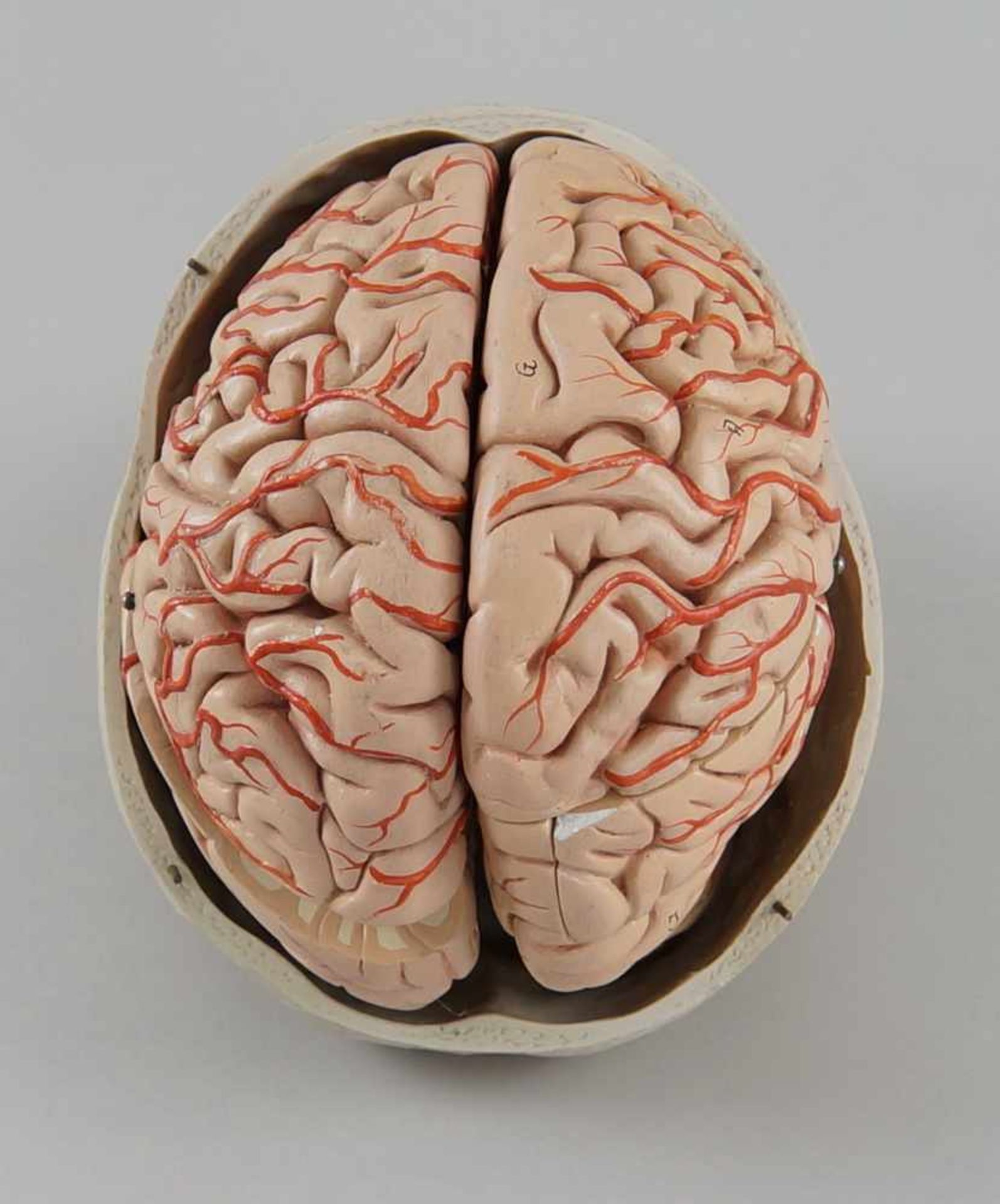 Anatomisches Modell eines menschlichen Schädels mit Gehirn, Schädeldecke etwas verzogen,<b - Bild 4 aus 6