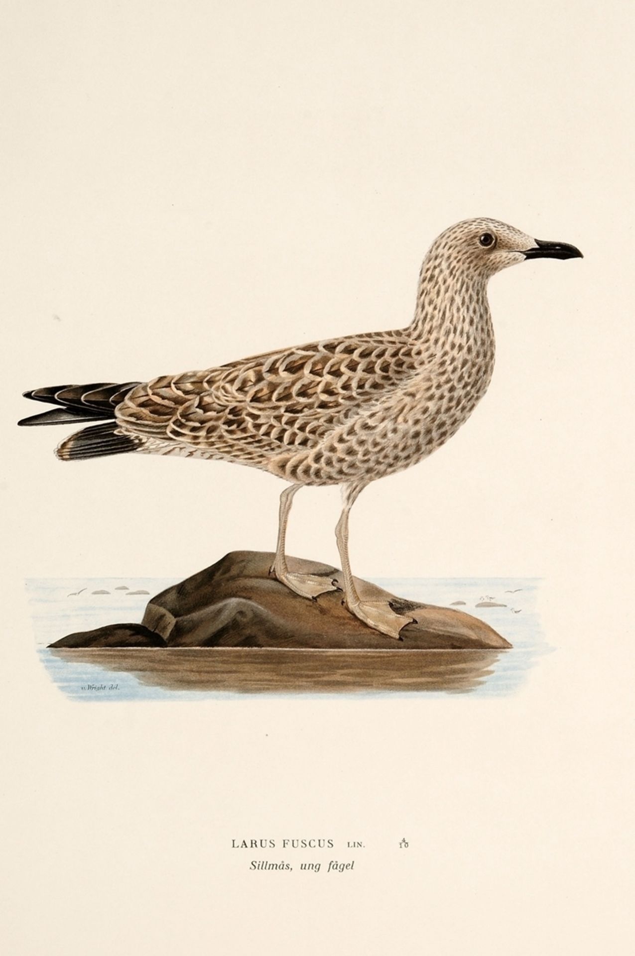 Konvolut ornithologische Illustrationen "Möwen und Seeschwalben"