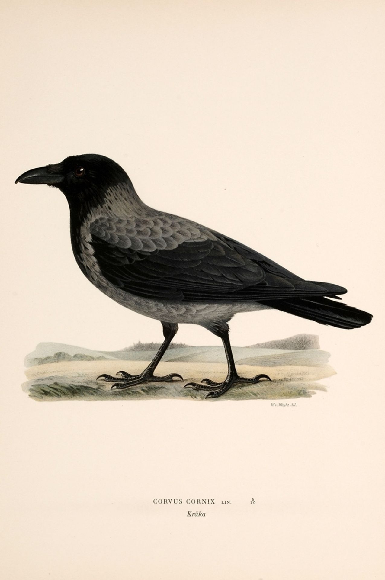 Konvolut ornithologische Illustrationen "Tauben und Rabenvögel"