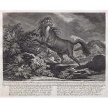 Johann Elias Ridinger(1698 Ulm - 1767 Augsburg)"Das wilde Pferd (...)". OriginaltitelRadierung mit