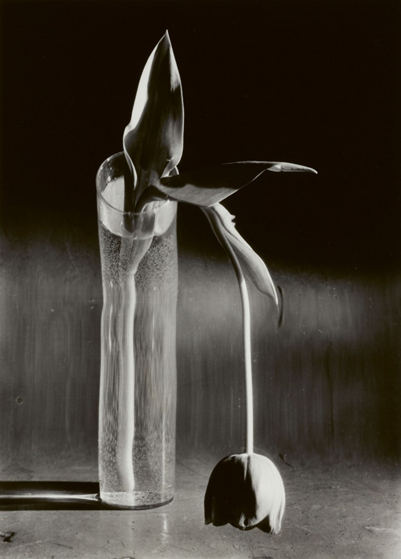 André KertészMelancholic TulipSpäterer Gelatinesilberabzug. 24,5 x 17,6 cm (25,2 x 20,2 cm).