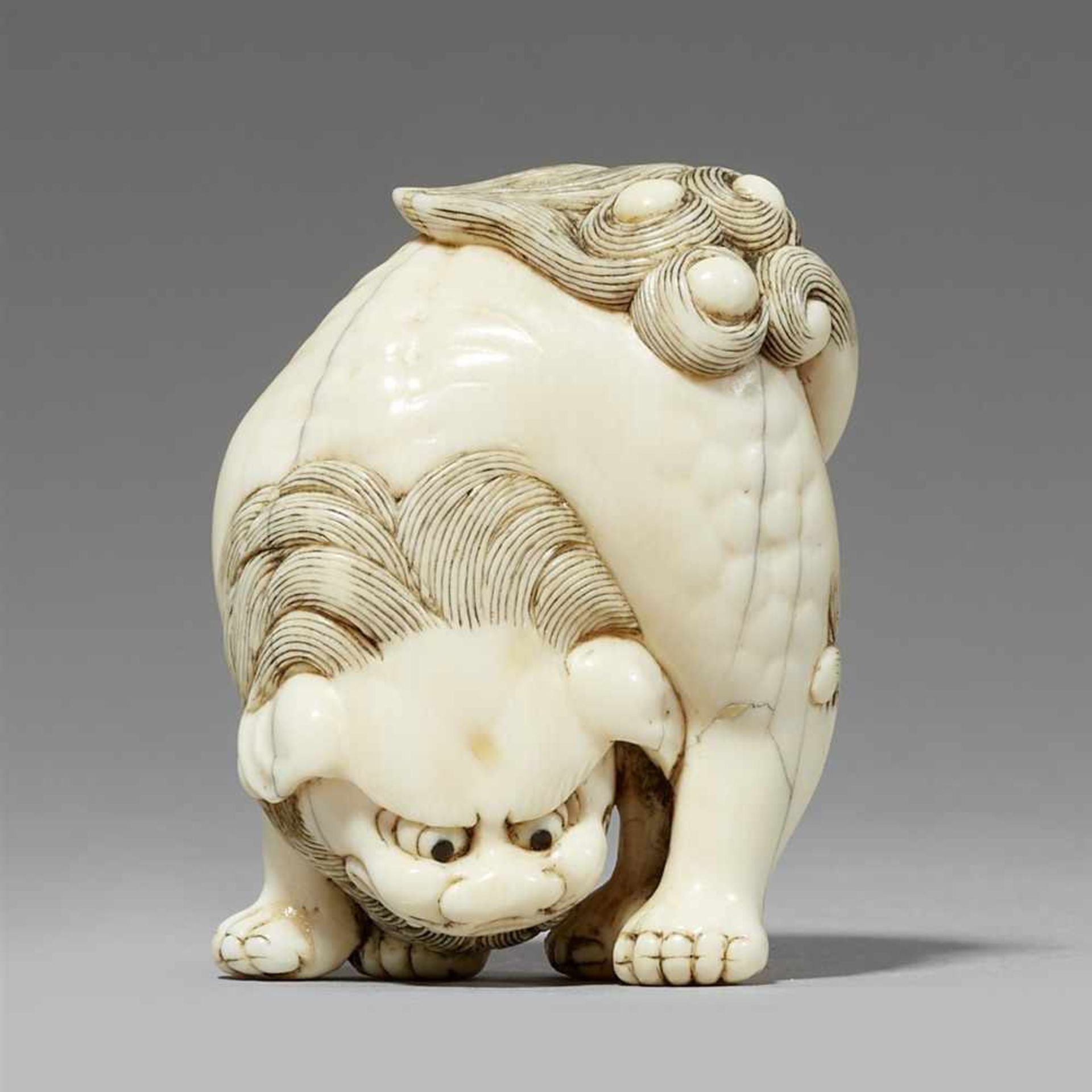 A powerful ivory netsuke of a shishi. 18th century