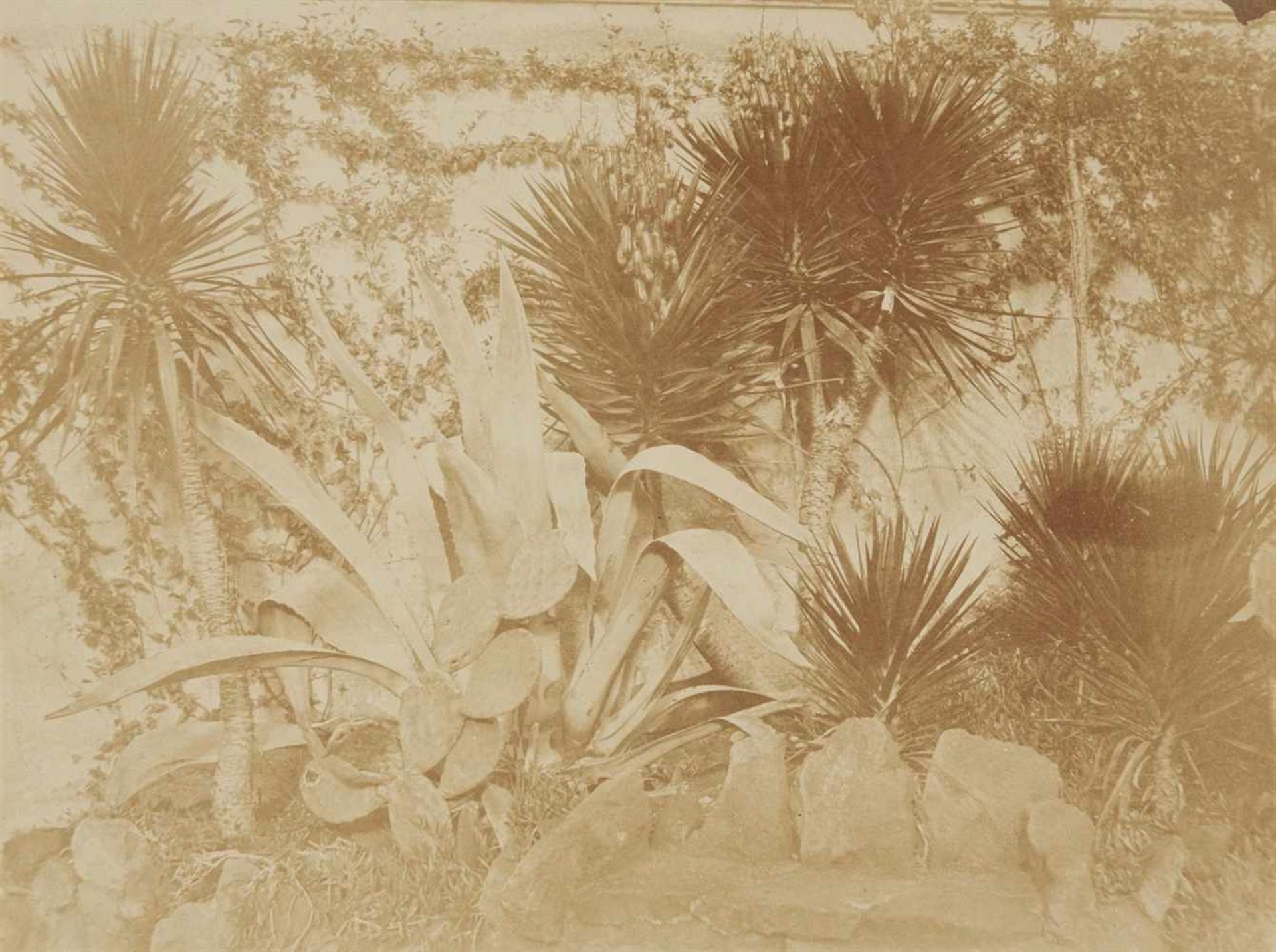 Giacomo CanevaAgave im Garten der Villa Massimo di Rignano