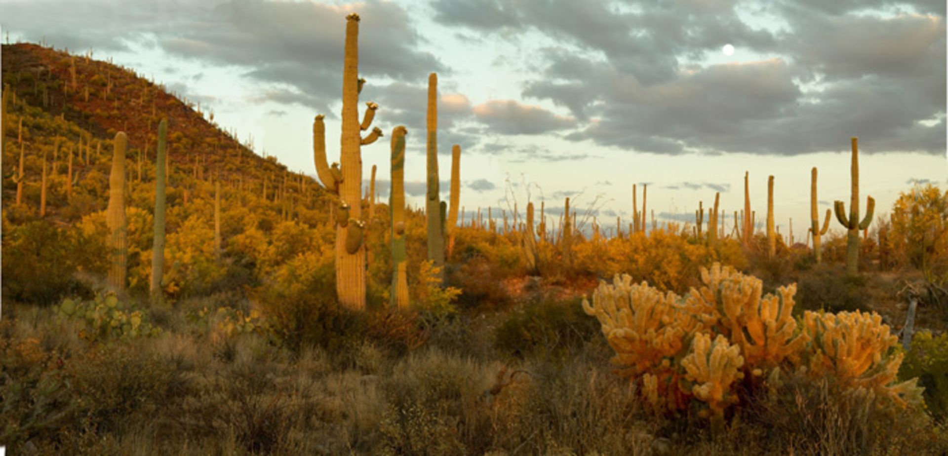 Over 2 Acres in Navajo County, Arizona!