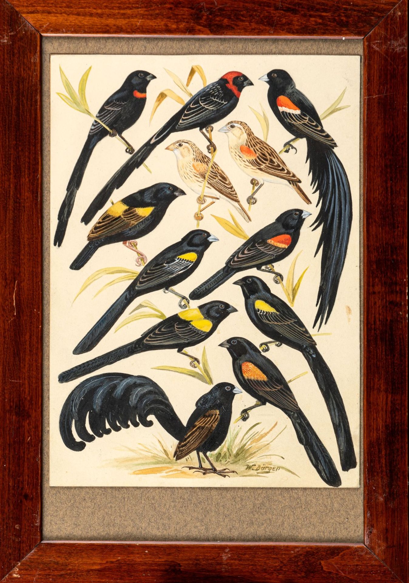 Bürger, W. (20. Jh.)Prachtfinken, Witwenvögel und SperlingeDrei Tafeln mit jeweils 13 bis 18