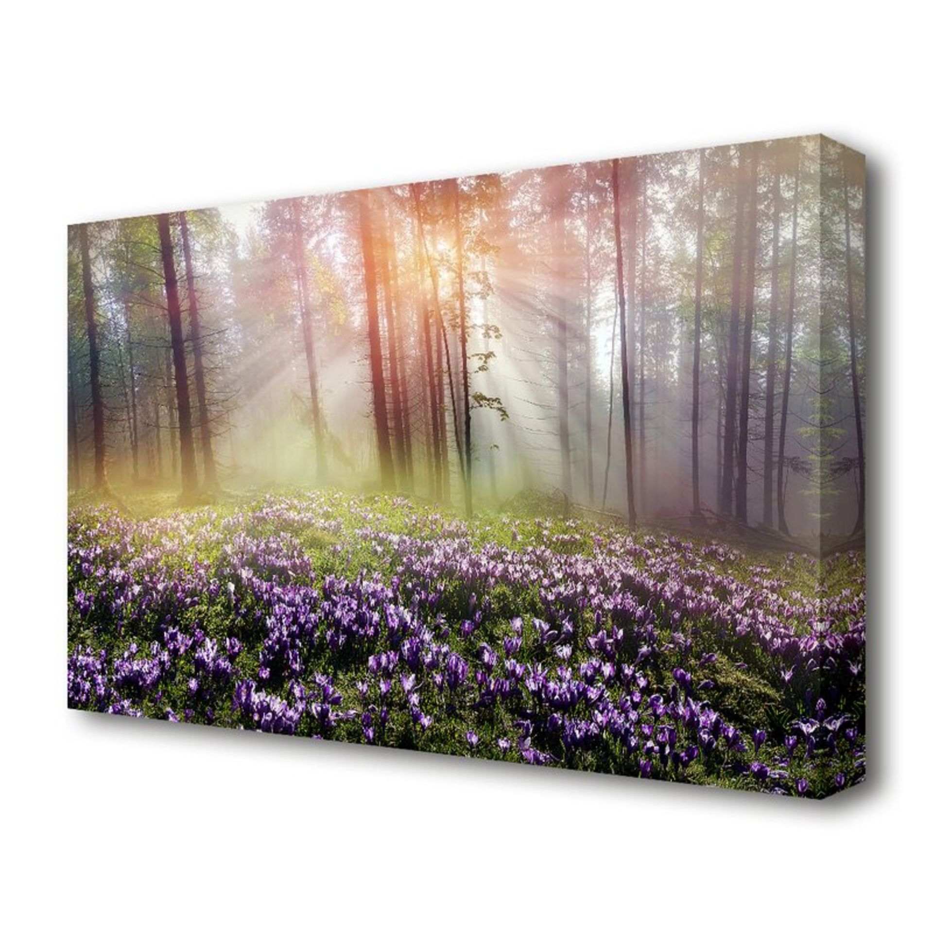 Sun Through the Bluebell Woodland Forest' Photographic Print on Canvas - RRP £44.99