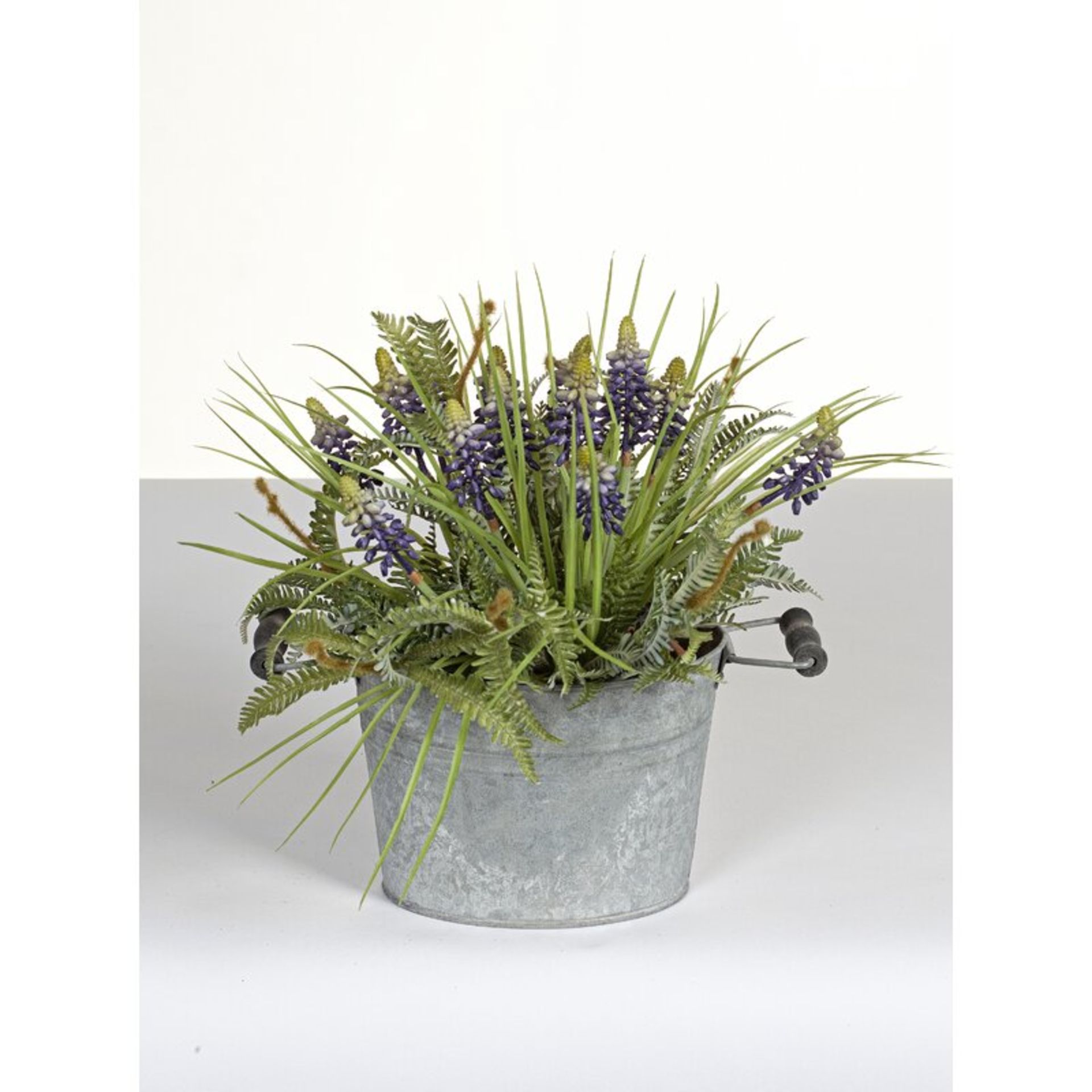 Muscari Plant in Pot - RRP £57.99