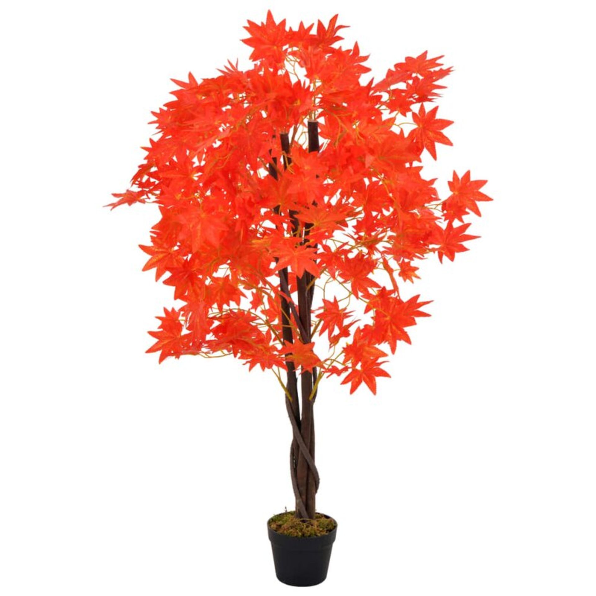 Maple Tree in Pot - RRP £63.99