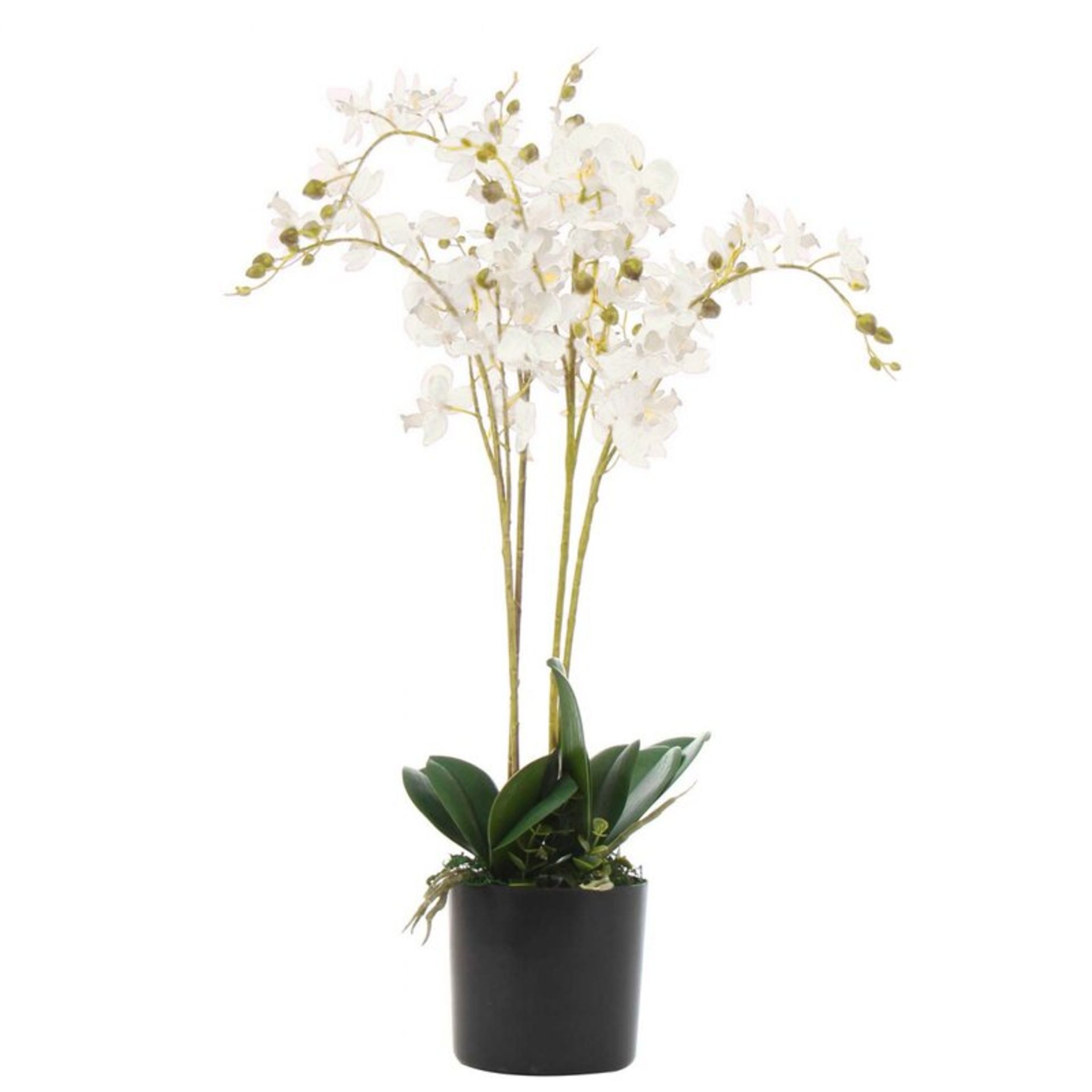 Orchids Floral Arrangement - RRP £39.99