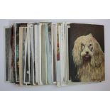 Animals varied selection of old postcards inc Cats, Dogs, Donkeys, etc. (approx 62)