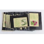 Kensitas silk flowers, 2nd series (L) full set in original packets (includes all the scarce