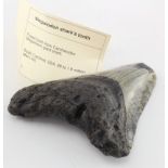 Megalodon Sharks tooth. With paperwrok stating "Fossil tooth from Carcharodon. Megalodon giant
