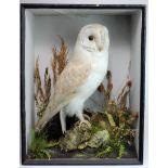 Barn Owl standing right, head front in very delicate heathland, sky background. 19th century and