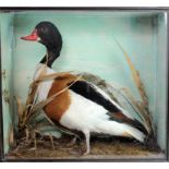 Female Shelduck of 19th century workmanship, of high artistic merit: Standing left in reeds and