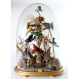 Victorian glass dome of exotic foreign birds approx. 1 foot, 6 inches wide x 2 foot high, set on a