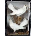 Pair of taxidermy fantail doves, contained in a glass fronted wooden case, height 45cm, width