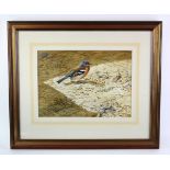 Suffolk Wildlife Artist Terance James Bond (b.1946) Study of a Cock Chaffinch. Original painting