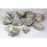 Conch Shells. A collection of ten conch shells, largest length 35cm approx.