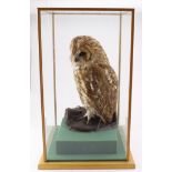Taxidermy. A stuffed tawny owl on a plinth, contained in a glass display case, owl height 32cm