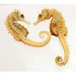 Seahorse. Two dried seahorses, length 55mm approx.