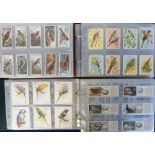 Cigarette & trade cards, a large collection of bird related cards in sets and part-sets contained in