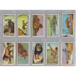 Trade cards, Chivers, Wild Wisdom in Africa (set, 48 cards) (vg)