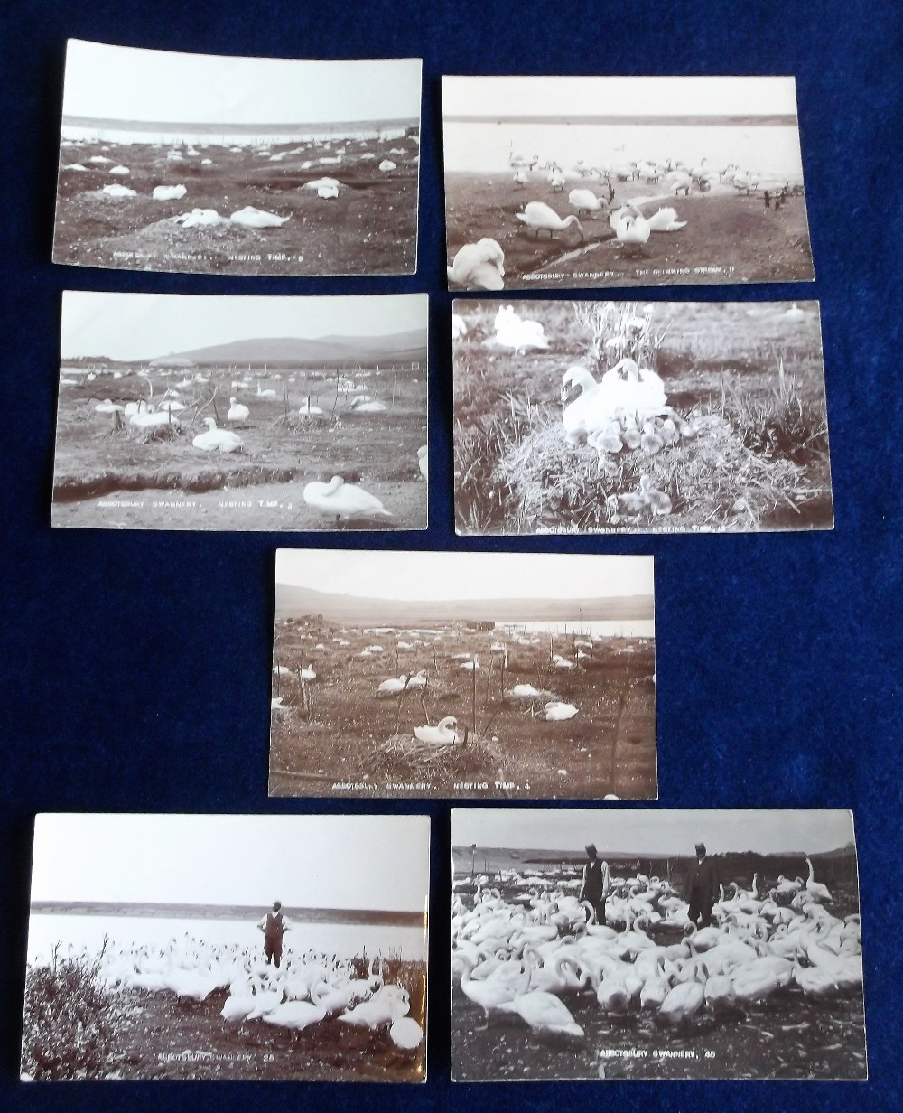 Postcards, Dorset, Abbotsbury Swannery, 7 RP's, each stamped to back 'J.R. Green, Evershot' (gd) (7)