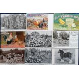 Postcards, a selection of 20 agricultural advertising cards, inc. Meckumfat Sussex Ground Oats (