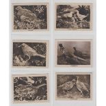 Cigarette cards, John Sinclair, Birds 'LF' (set, 50 cards) (gd/vg)