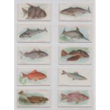 Cigarette cards, USA, Allen & Ginter, Fish From American Waters, standard size, ten cards, Flounder,