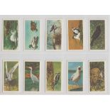 Trade cards, Musgrave Bothers, British Birds (set, 20 cards) (no 1 with very slight foxing to back