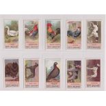 Trade cards, Fry's, Fowls, Pigeons & Dogs (set, 50 cards) (a few with very slight foxing to backs,
