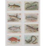 Trade cards, USA, Church & Dwight Co, Fish Series, 'M' size (set, 30 cards) (gd, some slight age