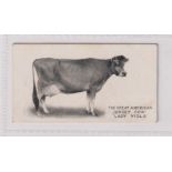 Cigarette card, Taddy, Famous Cattle and Horses, type card, no 1, Jersey cow, Lady Viola (gd/vg) (