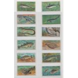 Trade cards, Cadbury's, Fish (set, 12 cards) (some slight age toning to a few backs, good) (12)