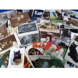 Postcards, Cats, a collection of approx. 100 cards all featuring cats inc. artist-drawn,