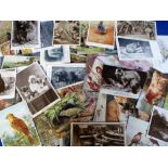 Postcards, an animal collection of approx. 80 cards inc. Zoo, wild, cats, dogs, insects, birds,