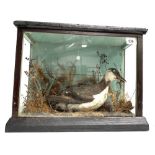 Taxidermy seabird in glazed case.